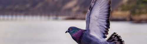 pexels-tim-mossholder-1884017 pexels-tim-mossholder-1884017